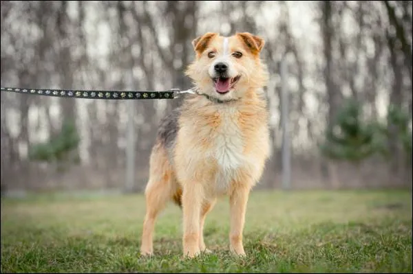 Znaleziono psa, Grudziądz, 17 marca 2023