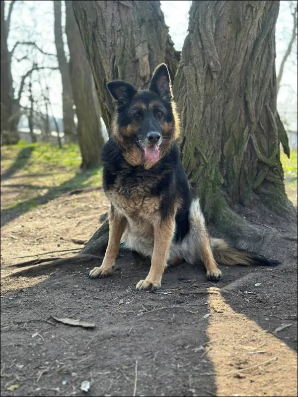 Znaleziono psa, Grudziądz, 21 listopada 2024