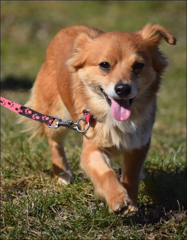 Znaleziono psa, Grudziądz, 4 marca 2025