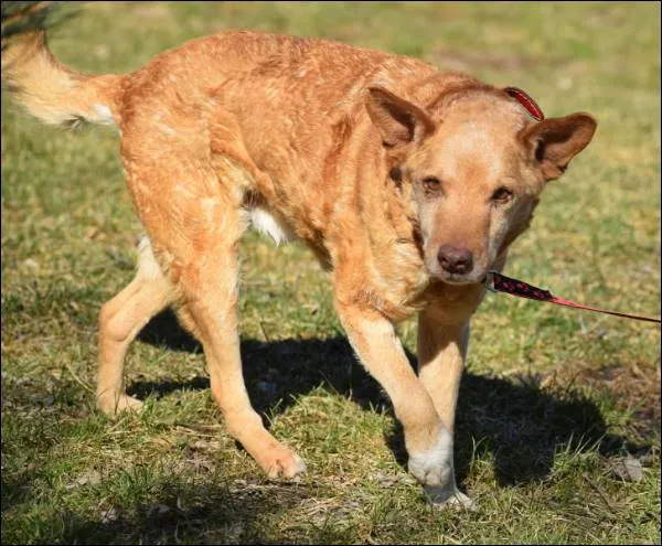 Znaleziono psa, Grudziądz, 20 stycznia 2025