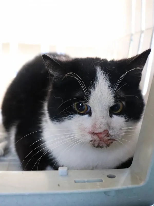 Znaleziono kota, Łódź, 30 marca 2025 (1/5)