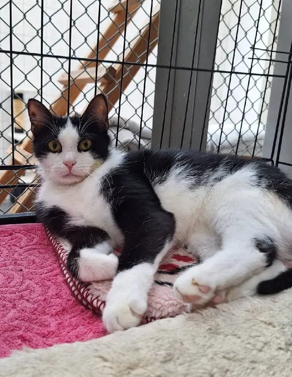 Znaleziono kota, Łódź, 30 marca 2025 (4/5)