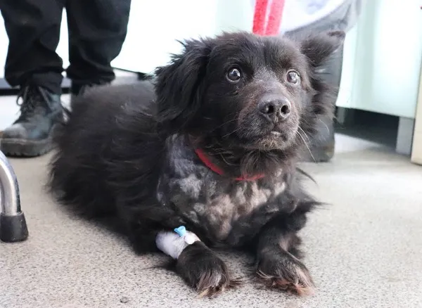 Znaleziono psa, Łódź, 30 marca 2025 (1/5)