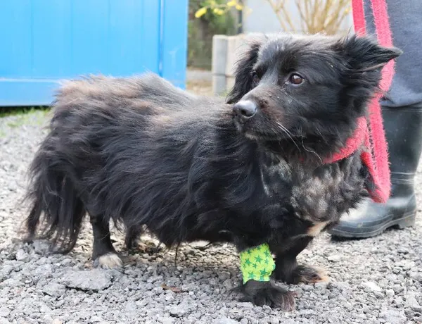 Znaleziono psa, Łódź, 30 marca 2025 (3/5)