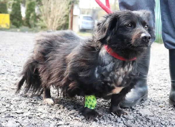 Znaleziono psa, Łódź, 30 marca 2025 (4/5)