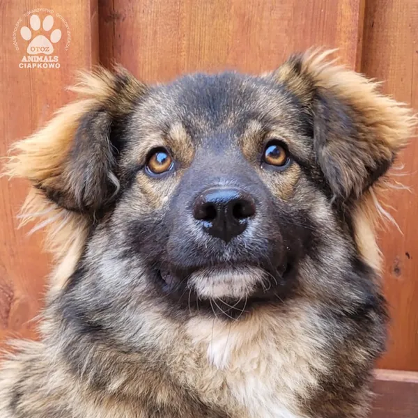 Pies do adopcji, Gdynia, 31 marca 2025 (2/5)