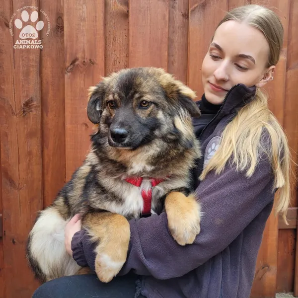 Pies do adopcji, Gdynia, 31 marca 2025 (4/5)