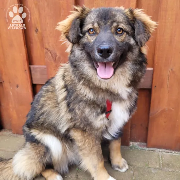 Pies do adopcji, Gdynia, 31 marca 2025 (5/5)