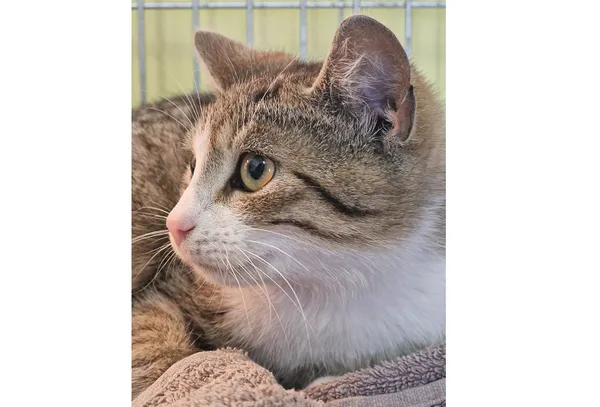 Znaleziono kota, Wrocław, 26 marca 2025