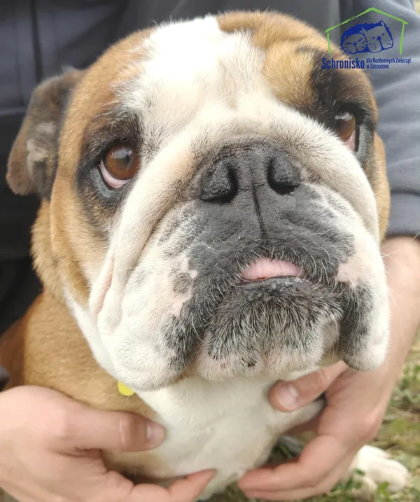 Znaleziono psa, Szczecin, 31 marca 2025 (2/5)