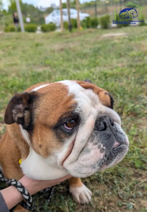 Znaleziono psa, Szczecin, 31 marca 2025 (3/5)