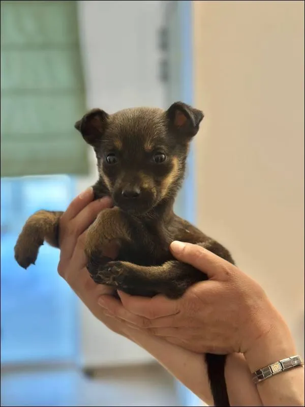 Znaleziono psa, Grudziądz, 31 marca 2025