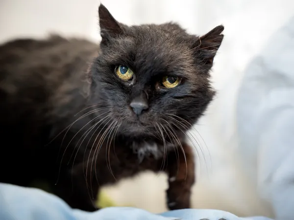 Znaleziono kota, Sosnowiec, 30 marca 2025 (2/5)