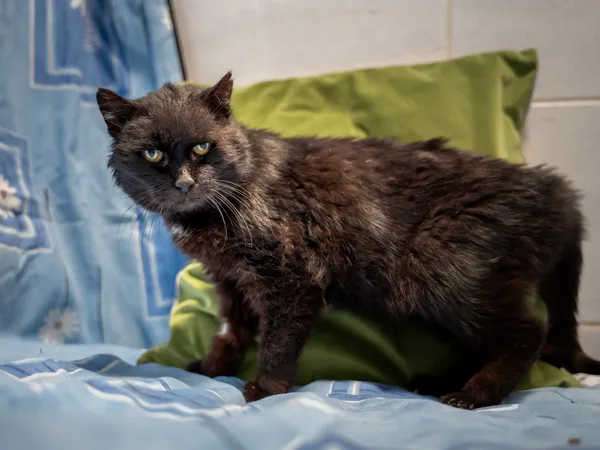 Znaleziono kota, Sosnowiec, 30 marca 2025 (3/5)