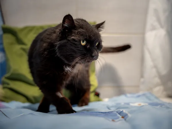 Znaleziono kota, Sosnowiec, 30 marca 2025 (4/5)