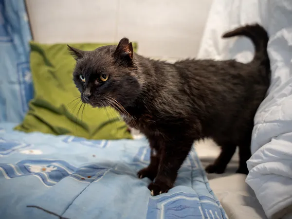 Znaleziono kota, Sosnowiec, 30 marca 2025 (5/5)