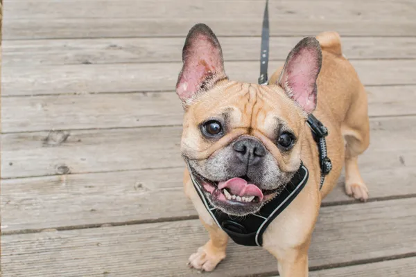 Znaleziono psa, Sosnowiec, 31 marca 2025 (1/5)