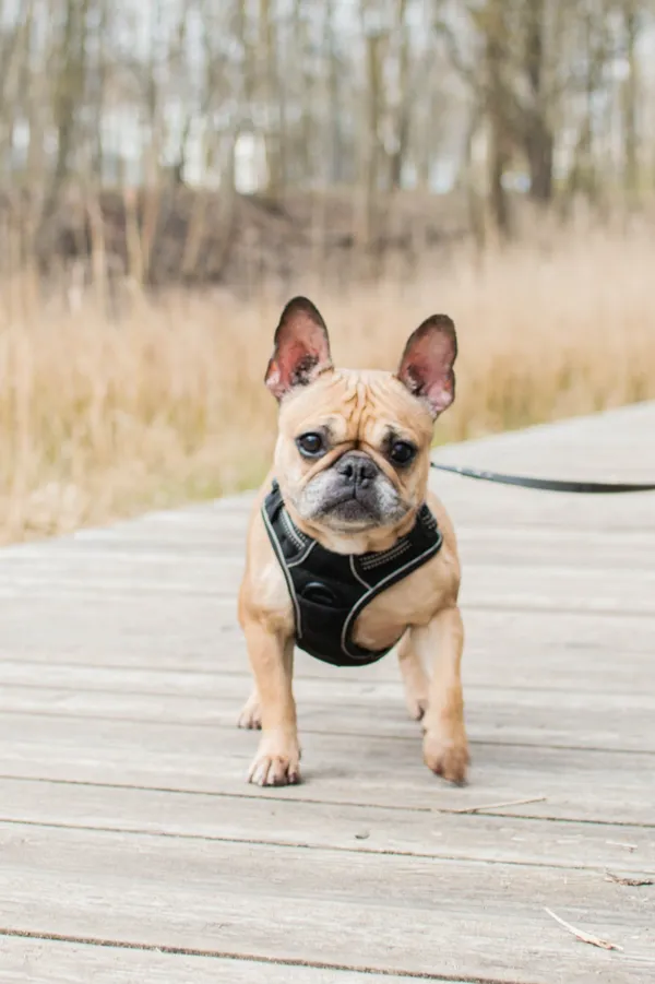 Znaleziono psa, Sosnowiec, 31 marca 2025 (2/5)