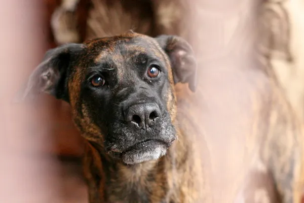 Znaleziono psa, Wałbrzych, 25 marca 2025 (1/2)