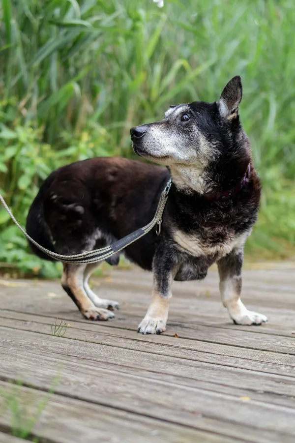 Znaleziono psa, Sosnowiec, 29 marca 2025 (5/5)