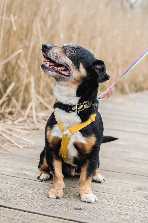 Znaleziono psa, Sosnowiec, 27 marca 2025 (1/5)