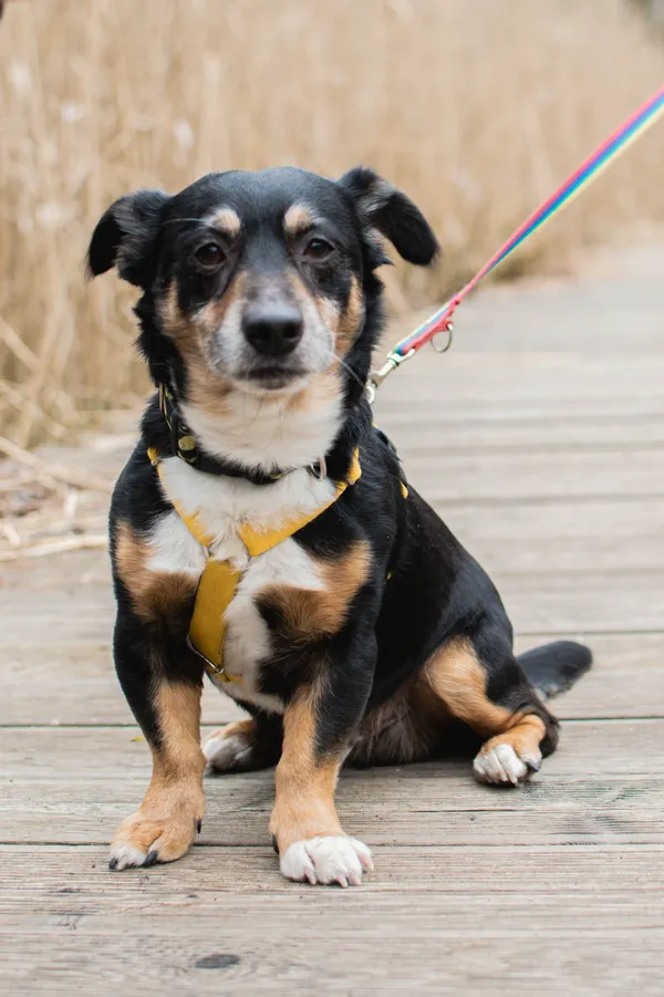 Znaleziono psa, Sosnowiec, 27 marca 2025 (3/5)