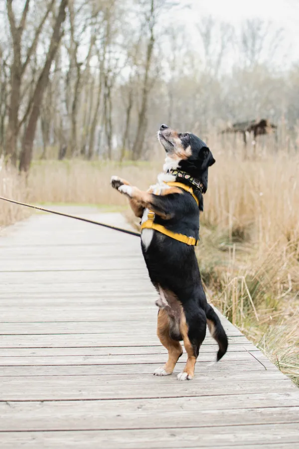 Znaleziono psa, Sosnowiec, 27 marca 2025 (4/5)