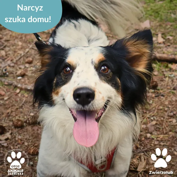 Znaleziono psa, Dąbrówka, 28 sierpnia 2025 (1/4)