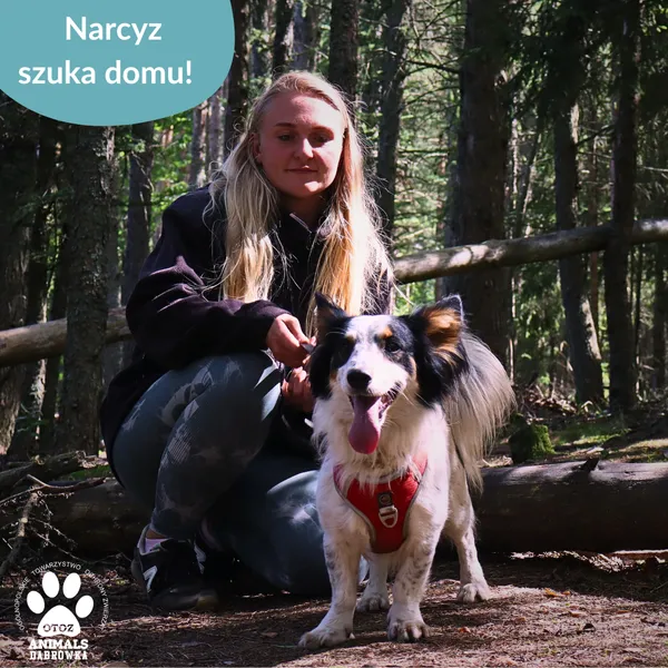 Znaleziono psa, Dąbrówka, 28 sierpnia 2025 (2/4)