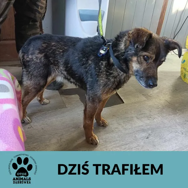 Znaleziono psa, Dąbrówka, 31 marca 2025
