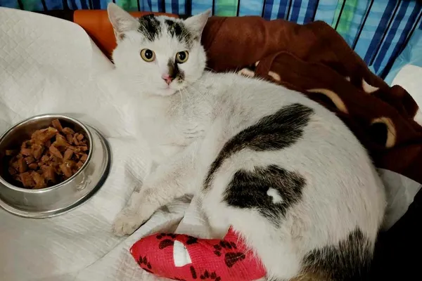 Znaleziono kota, Wałbrzych, 29 marca 2025