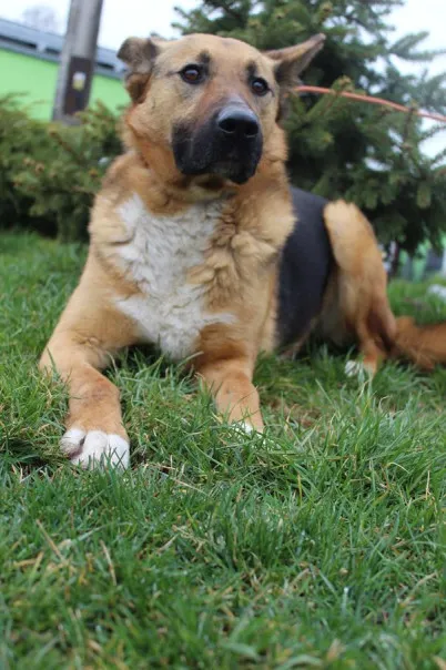 Pies do adopcji, Bełchatów, 30 sierpnia 2023 (1/5)