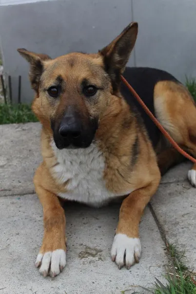 Pies do adopcji, Bełchatów, 30 sierpnia 2023 (2/5)