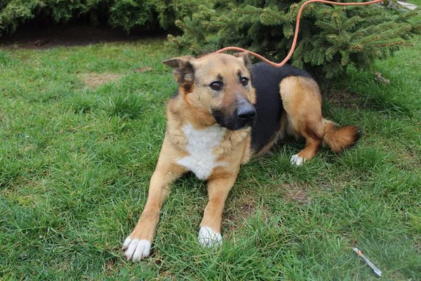 Pies do adopcji, Bełchatów, 30 sierpnia 2023 (3/5)