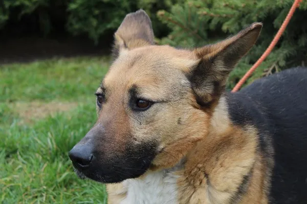 Pies do adopcji, Bełchatów, 30 sierpnia 2023 (4/5)