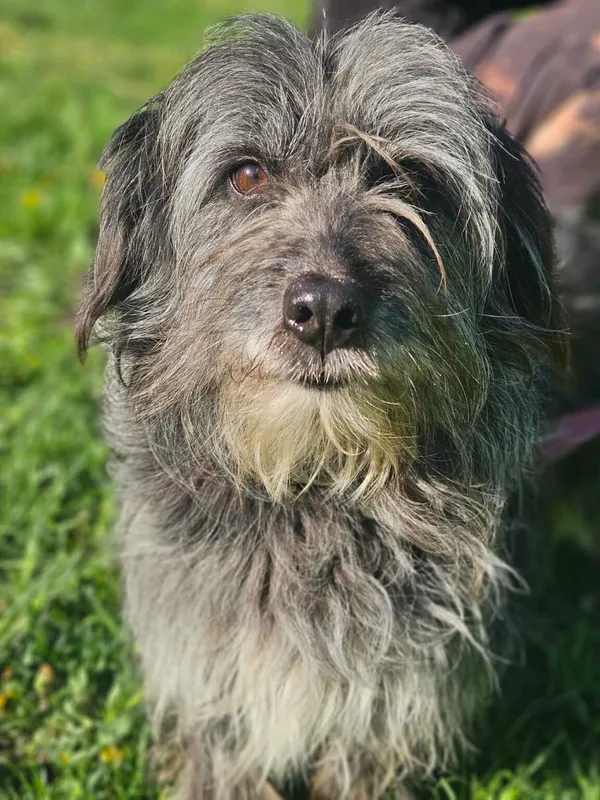 Pies do adopcji, Zgierz, 1 kwietnia 2025 (1/5)