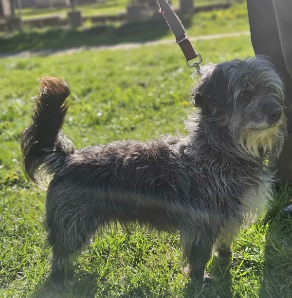 Pies do adopcji, Zgierz, 1 kwietnia 2025 (2/5)