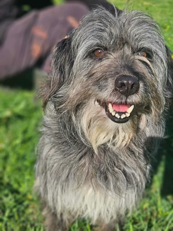 Pies do adopcji, Zgierz, 1 kwietnia 2025 (3/5)