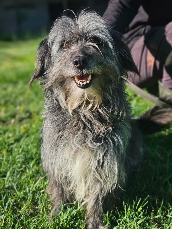 Pies do adopcji, Zgierz, 1 kwietnia 2025 (5/5)