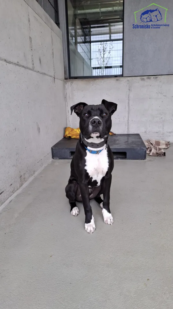 Znaleziono psa, Szczecin, 31 marca 2025 (2/4)