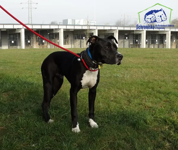 Znaleziono psa, Szczecin, 31 marca 2025 (4/4)