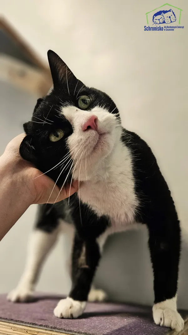 Znaleziono kota, Szczecin, 31 marca 2025 (3/5)