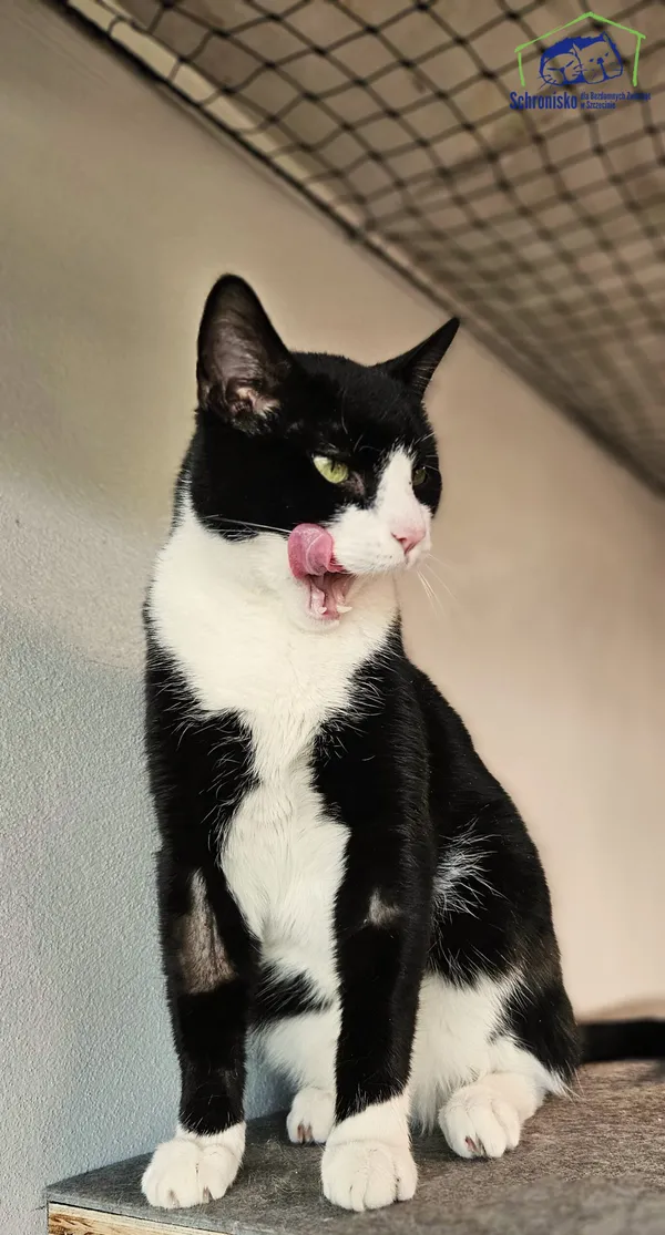 Znaleziono kota, Szczecin, 31 marca 2025 (5/5)