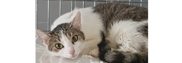 Znaleziono kota, Wrocław, 25 marca 2025