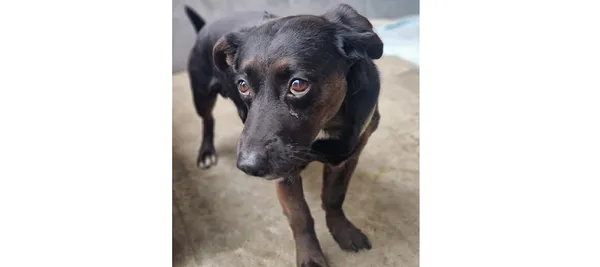 Znaleziono psa, Wrocław, 29 marca 2025