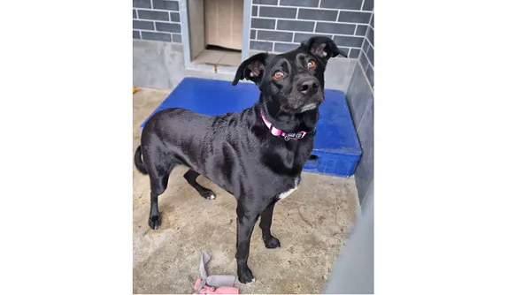 Znaleziono psa, Wrocław, 28 marca 2025