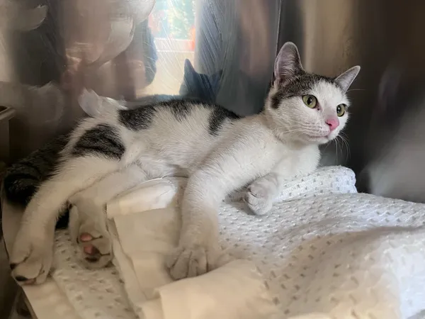 Kot do adopcji, Włocławek, 1 kwietnia 2025 (1/3)