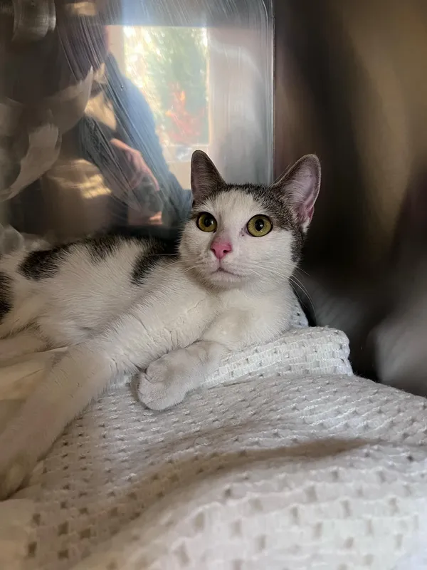 Kot do adopcji, Włocławek, 1 kwietnia 2025 (2/3)