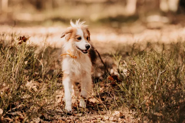 Pies do adopcji, Czartki, 1 kwietnia 2025 (2/5)