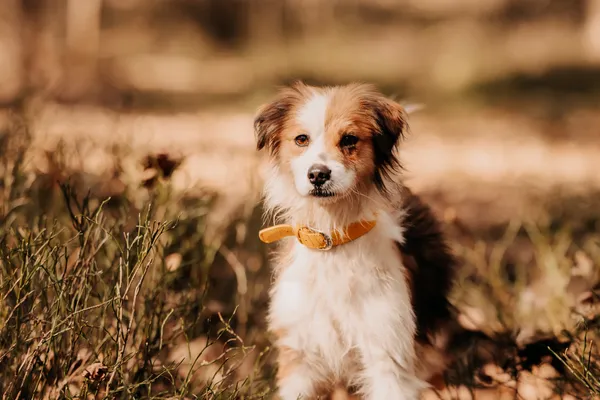 Pies do adopcji, Czartki, 1 kwietnia 2025 (3/5)